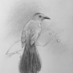 Gray Catbird by Elana Hagler, graphite on paper 7 x 10 $500